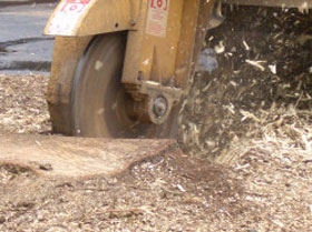 stump-grinding