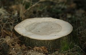 treestumps