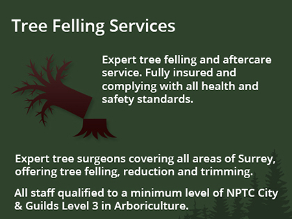 tree-felling-info