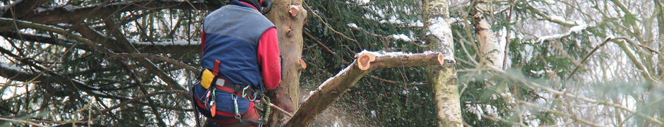 tree-felling